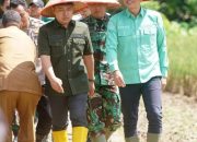Ketua DPRD Batang Hari, Rahmat Hasrofi, SE, Mengikuti Acara Penanaman Padi Serentak Di Desa Senaning