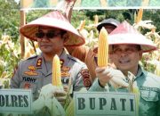Bupati Batang Hari Di Wakili Sekda Mula P Rambe Hadiri Panen Raya Jagung Serentak Kuartal II