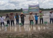 Bupati Batang Hari, Mhd. Fadhil Arief, Melaksanakan Penanaman Perdana Padi di Sawah Desa Jelutih