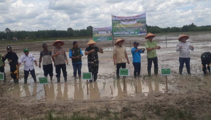Bupati Batang Hari, Mhd. Fadhil Arief, Melaksanakan Penanaman Perdana Padi di Sawah Desa Jelutih