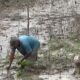 Hampir 70 Persen Lahan Sawah Sudah Tertanam, Batang Hari Percepat Musim Tanam