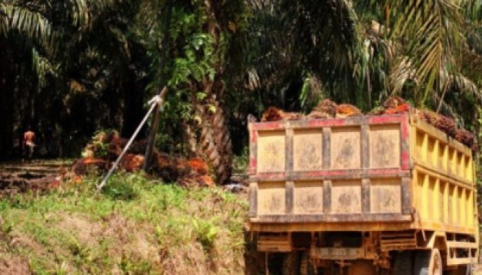 Kebun Sawit Sitaan, Adalah Milik Negara, masyarakat meminta pengawasan ketat